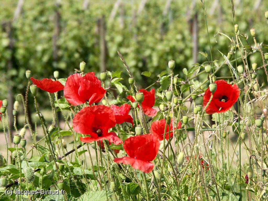 2005-06-12 11-05-37 Juin (x1024).JPG